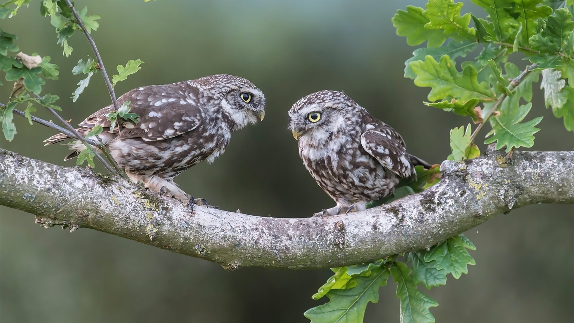 劳塔罗一锤定音,曼城与比利时元素的战术博弈